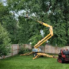 Best Stump Grinding and Removal  in East Newark, NJ