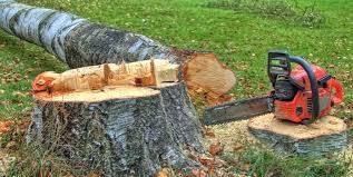 Best Fruit Tree Pruning  in East Newark, NJ