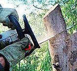 Best Tree Removal  in East Newark, NJ