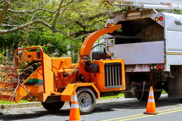 Best Tree Health Inspection  in East Newark, NJ