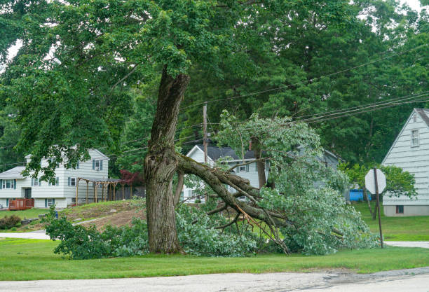 Best Tree and Shrub Care  in East Newark, NJ