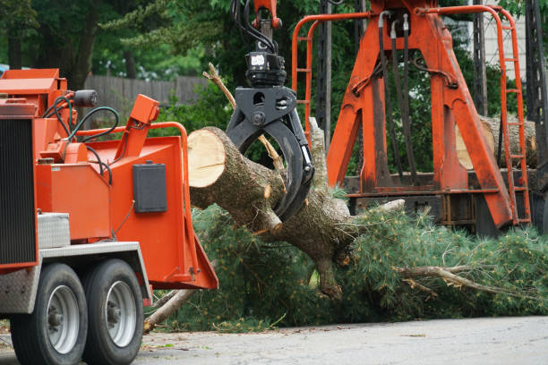 Best Lawn Mowing  in East Newark, NJ
