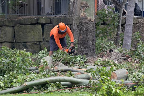 Best Tree Risk Assessment  in East Newark, NJ