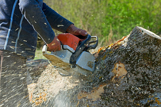 Best Tree Disease Treatment  in East Newark, NJ