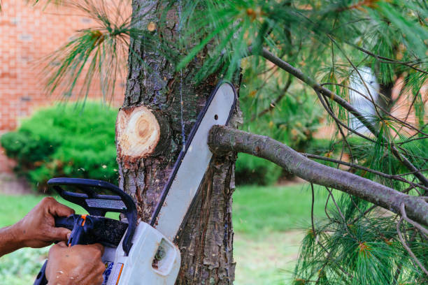 Best Tree Cabling and Bracing  in East Newark, NJ
